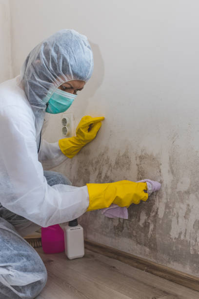 Best Environmental Consulting for Mold Prevention  in Rainier, OR