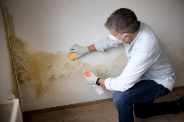 Best Mold Prevention Services  in Rainier, OR