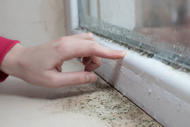 Best Real Estate Mold Inspection  in Rainier, OR